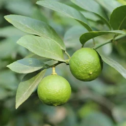 Citrus Grove Collection, Orange, Lemon And Lime -Gardenista Store 340081 6