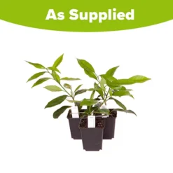 Citrus Grove Collection, Orange, Lemon And Lime -Gardenista Store 340081 7