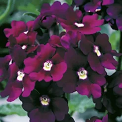 'Samira' Verbena Trailing Collection -Gardenista Store 400088 2