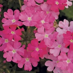 'Samira' Verbena Trailing Collection -Gardenista Store 400088 3