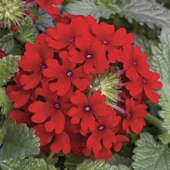 'Samira' Verbena Trailing Collection -Gardenista Store 400088 4