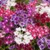 Phlox 'Popstars' Mix