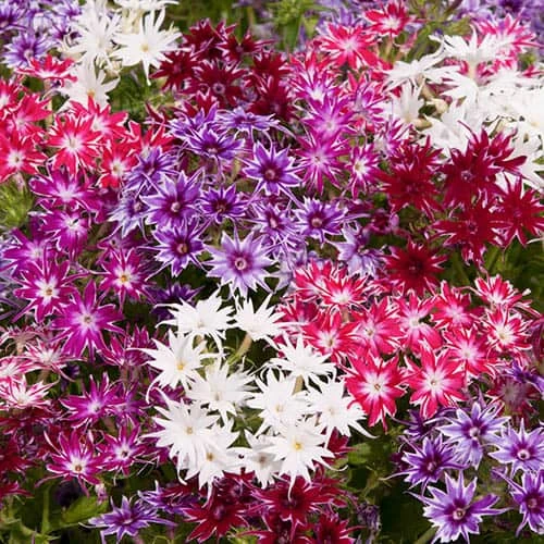 Phlox 'Popstars' Mix 1 Phlox 'Popstars' Mix