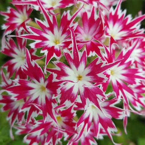 Phlox 'Popstars' Mix 2 Phlox 'Popstars' Mix - Image 2