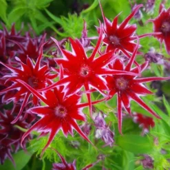 Phlox 'Popstars' Mix 11 Phlox 'Popstars' Mix -Gardenista Store 400548 3