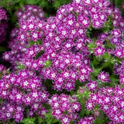 Phlox 'Popstars' Mix 12 Phlox 'Popstars' Mix -Gardenista Store 400548 4