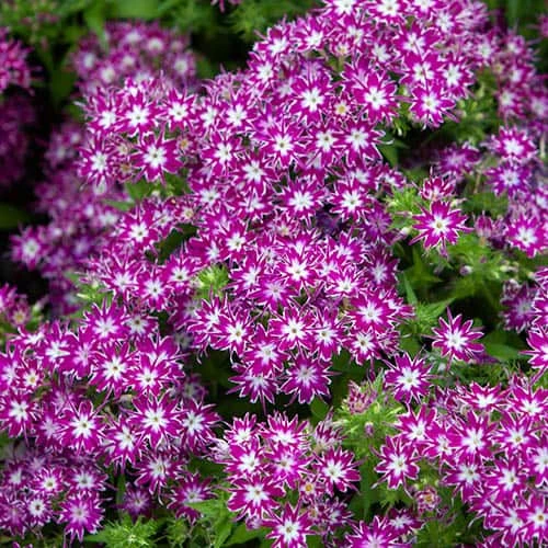 Phlox 'Popstars' Mix 5 Phlox 'Popstars' Mix - Image 5