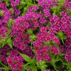 Phlox 'Popstars' Mix 14 Phlox 'Popstars' Mix -Gardenista Store 400548 6