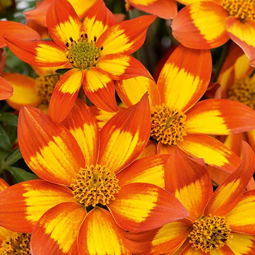 Bidens 'Hawaiian Flare' 1 Bidens 'Hawaiian Flare'
