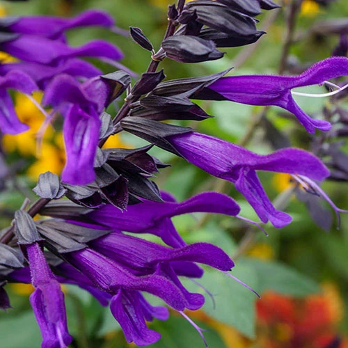 Salvia 'Amistad' 1 Salvia 'Amistad'
