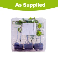 Salvia 'Amistad' 11 Salvia 'Amistad' -Gardenista Store 400667 5