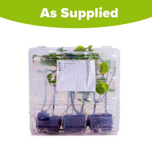 Salvia 'Amistad' 6 Salvia 'Amistad' - Image 6