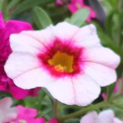 'Eton Mess' Hanging Basket Plug Plants -Gardenista Store 400759 2