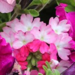 'Eton Mess' Hanging Basket Plug Plants -Gardenista Store 400759 4