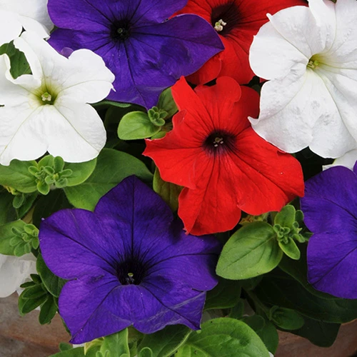 'Patriotic Petunia' Hanging Basket Plug Plants 3 'Patriotic Petunia' Hanging Basket Plug Plants - Image 3