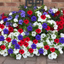 'Patriotic Petunia' Hanging Basket Plug Plants 10 'Patriotic Petunia' Hanging Basket Plug Plants -Gardenista Store 400763 3
