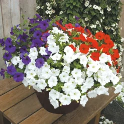 'Patriotic Petunia' Hanging Basket Plug Plants 11 'Patriotic Petunia' Hanging Basket Plug Plants -Gardenista Store 400763 4