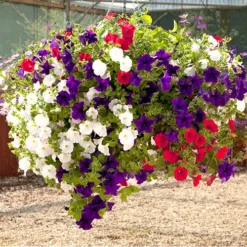 'Patriotic Petunia' Hanging Basket Plug Plants 12 'Patriotic Petunia' Hanging Basket Plug Plants -Gardenista Store 400763 5