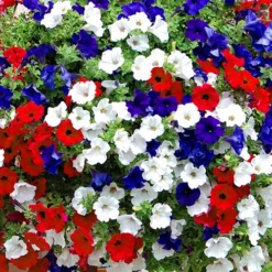 'Patriotic Petunia' Hanging Basket Plug Plants 13 'Patriotic Petunia' Hanging Basket Plug Plants -Gardenista Store 400763 6