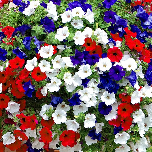 'Patriotic Petunia' Hanging Basket Plug Plants 7 'Patriotic Petunia' Hanging Basket Plug Plants - Image 7
