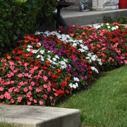 Busy Lizzie 'Beacon' -Gardenista Store 400804 2