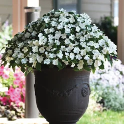 Busy Lizzie 'Beacon' -Gardenista Store 400804 5