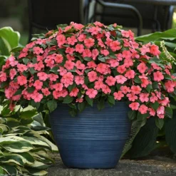 Busy Lizzie 'Beacon' -Gardenista Store 400804 6