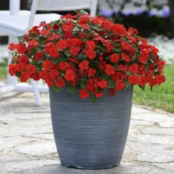 Busy Lizzie 'Beacon' -Gardenista Store 400804 7