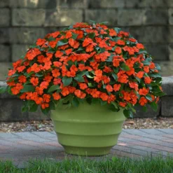 Busy Lizzie 'Beacon' -Gardenista Store 400804 8