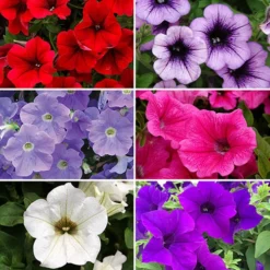Surfinia Petunia Collection -Gardenista Store 400881 1