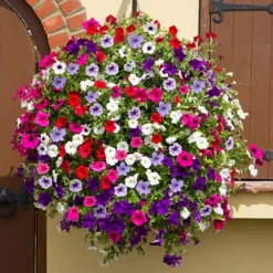 Surfinia Petunia Collection -Gardenista Store 400881 2