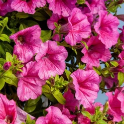 Surfinia Petunia Collection -Gardenista Store 400881 3