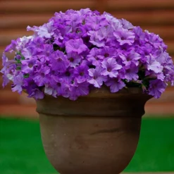 Surfinia Petunia Collection -Gardenista Store 400881 4