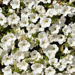 Surfinia Petunia Collection -Gardenista Store 400881 5
