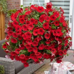 Surfinia Petunia Collection -Gardenista Store 400881 6