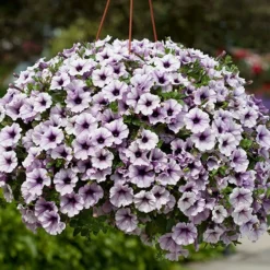 Surfinia Petunia Collection -Gardenista Store 400881 8