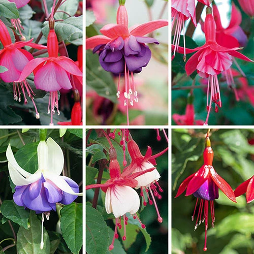 Complete Hardy Fuchsia Collection 1 Complete Hardy Fuchsia Collection