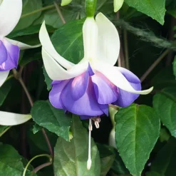 Complete Hardy Fuchsia Collection 11 Complete Hardy Fuchsia Collection -Gardenista Store 400947 4