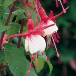 Complete Hardy Fuchsia Collection 12 Complete Hardy Fuchsia Collection -Gardenista Store 400947 5
