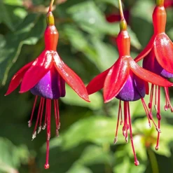 Complete Hardy Fuchsia Collection 13 Complete Hardy Fuchsia Collection -Gardenista Store 400947 6