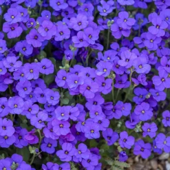 Aubretia Royal Mix 5 Aubretia Royal Mix -Gardenista Store 401147 2