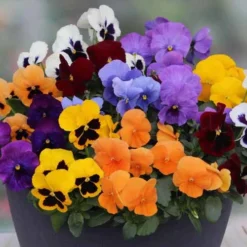 Pansy Colourburst -Gardenista Store 401155 2