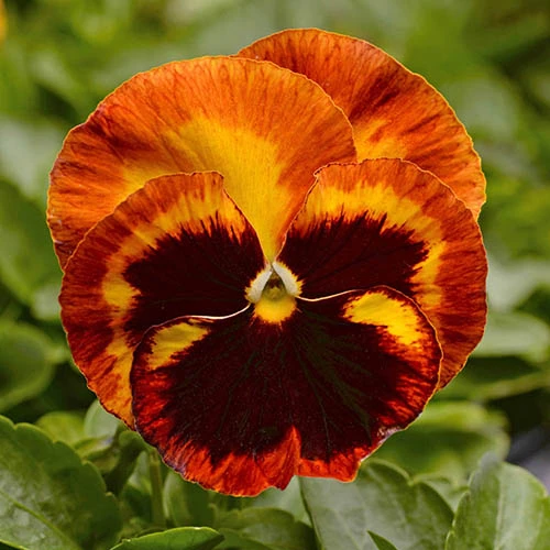 Pansy Solar Flare 2 Pansy Solar Flare - Image 2