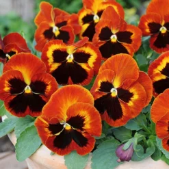Pansy Solar Flare 5 Pansy Solar Flare -Gardenista Store 401156 2