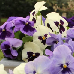 Pansy Oceana -Gardenista Store 401158 2
