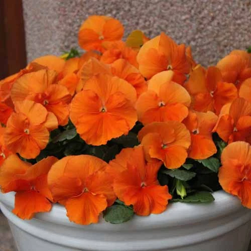 Pansy Tango Magic 2 Pansy Tango Magic - Image 2