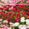 ?Bellis Belle? Bedding Plants 60 Plugs