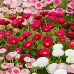 ?Bellis Belle? Bedding Plants 60 Plugs