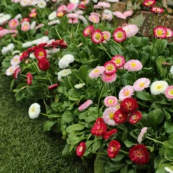 ?Bellis Belle? Bedding Plants 60 Plugs 5 ?Bellis Belle? Bedding Plants 60 Plugs -Gardenista Store 401163 2