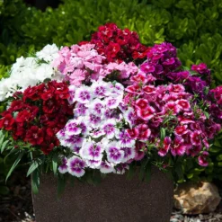 Dianthus Sweet William 'Gem'